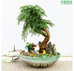 绿植盆栽租赁